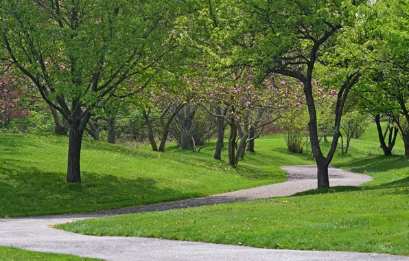 Picture Nature, Spring, Trees, Park, Nature, Track, Park, Spring