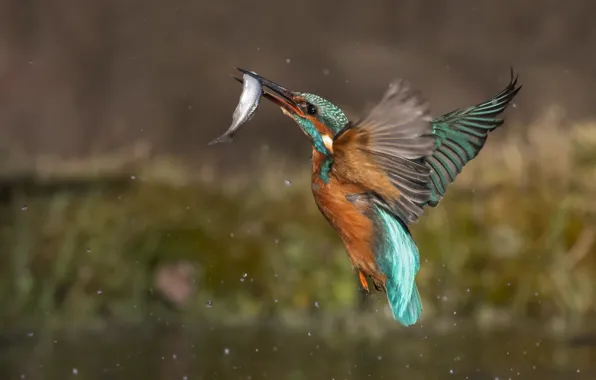 Water, drops, squirt, background, bird, fish, Kingfisher, catch
