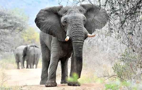 Picture nature, elephant, tusks, trunk