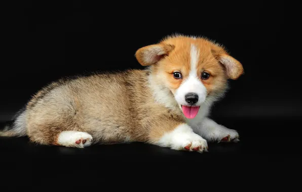 Language, pose, dog, cute, puppy, lies, black background, face
