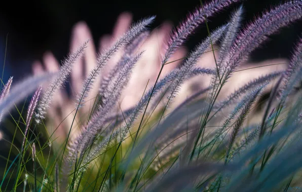 Grass, bokeh, Symphony by Nature
