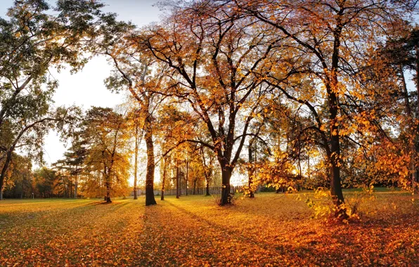 Wallpaper autumn leaves trees Park landscape nature park autumn