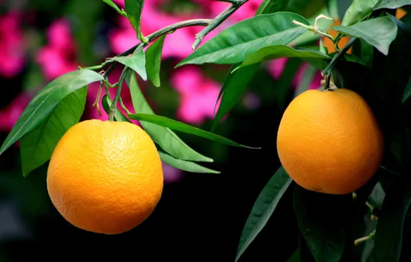 Leaves, branches, tree, oranges, fruit