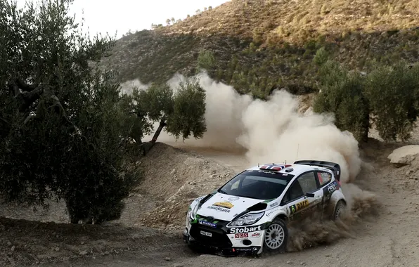 Picture Ford, Auto, Dust, White, Trees, Turn, WRC, Rally