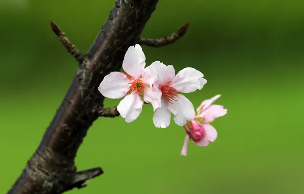 Flower, nature, macro, sakura