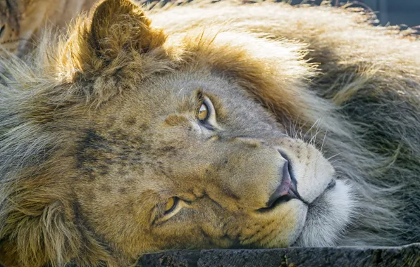 Cat, look, face, Leo, ©Tambako The Jaguar