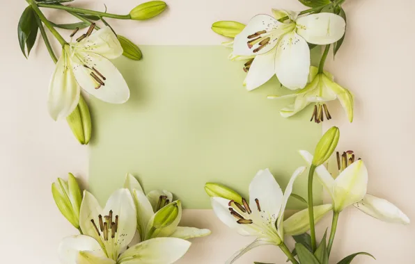 Flowers, white, buds, Lily