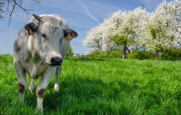 Greens, summer, the sky, grass, the sun, trees, nature, cow