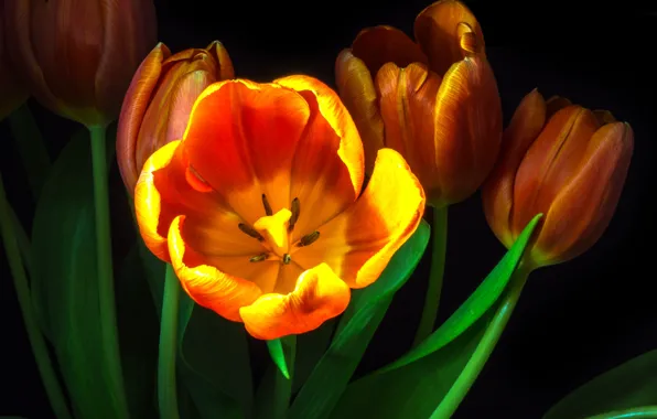 Picture Flower, Black, Tulip, Macro, Backgraund