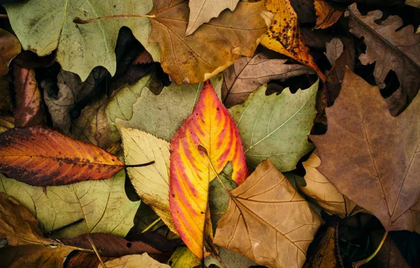 Autumn, leaves, macro, background, widescreen, Wallpaper, color, leaf