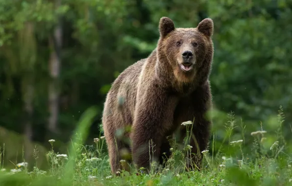 Forest, grass, look, nature, bear, walk, brown bear, bokeh