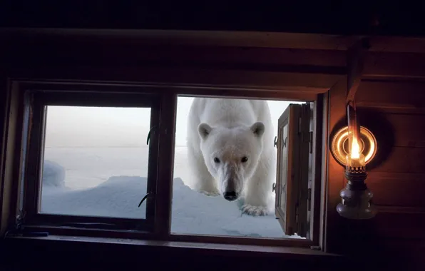 The situation, bear, window
