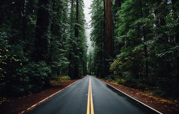 Road, machine, forest, trees, Nature