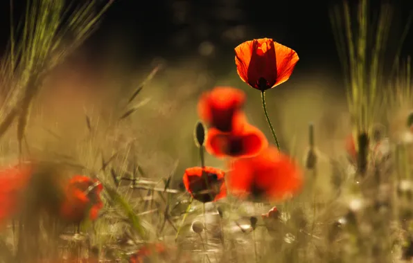 Picture light, flowers, red, nature, Mac, Maki, petals, blur