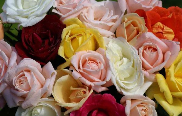 Picture drops, Rosa, roses, yellow, pink, white, red, colorful