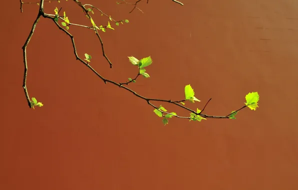 Wall, branch, spring