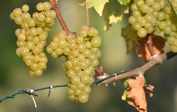 Picture grapes, bunches, vine