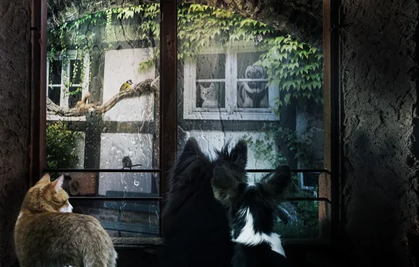 Cat, animals, dogs, summer, cat, look, glass, drops
