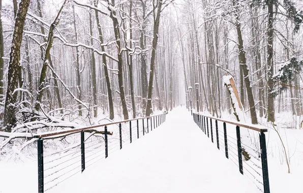 Picture winter, forest, snow, trees, Russia, snowfall, path