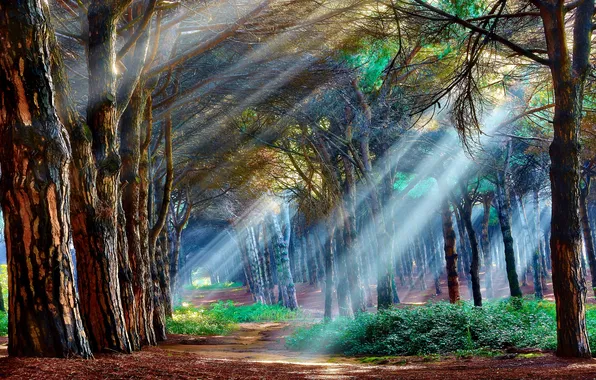 Picture light, forest, trees, mystical