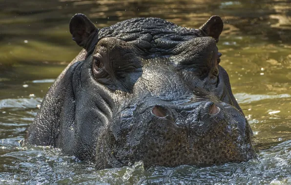South Africa, Hippopotamus, Johannesburg Zoo