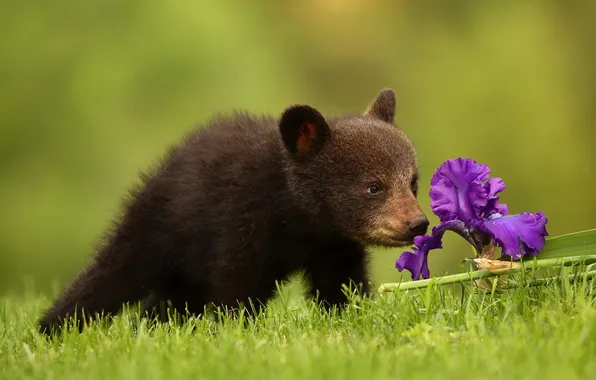 Picture flower, nature, bear