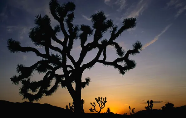 Picture the sky, sunset, tree, desert, cactus, horizon, silhouette