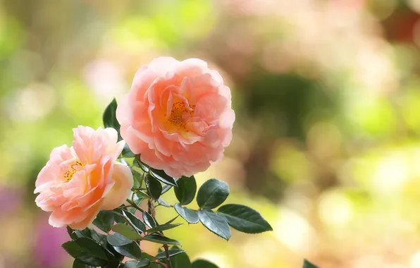 Picture leaves, glare, roses, pink