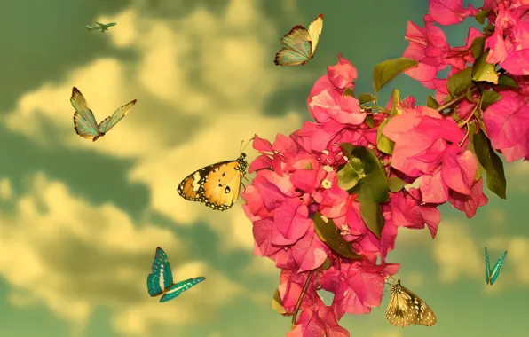 Picture Red, Flowers, Butterfly