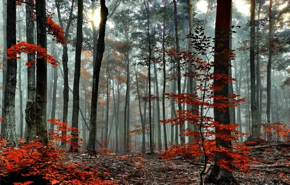 Autumn, forest, trees, fog, morning