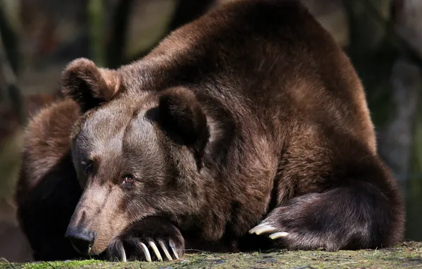 Nature, background, bear