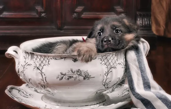 Cute, puppy, German shepherd, tureen