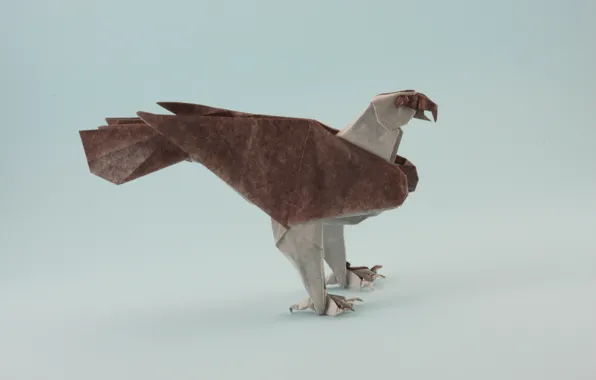 Paws, origami, origami, paws, osprey, brown osprey, osprey, brown osprey