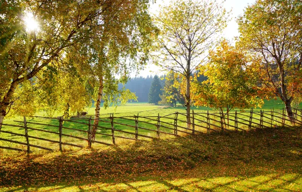 Picture autumn, trees, the fence