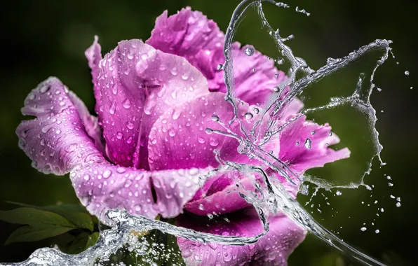 Flower, water, drops, flowers, squirt, close-up, background, lilac