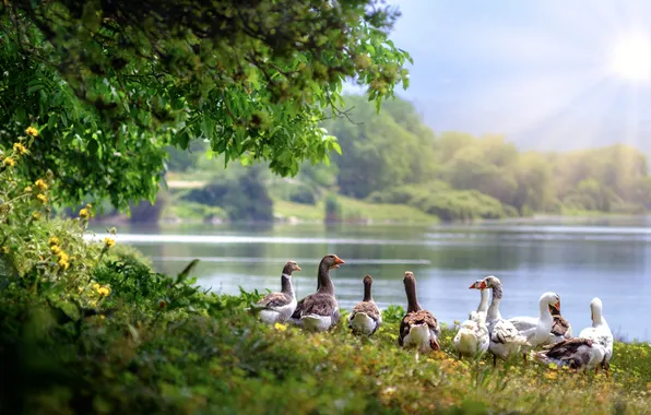 Greens, summer, the sky, grass, look, the sun, trees, birds