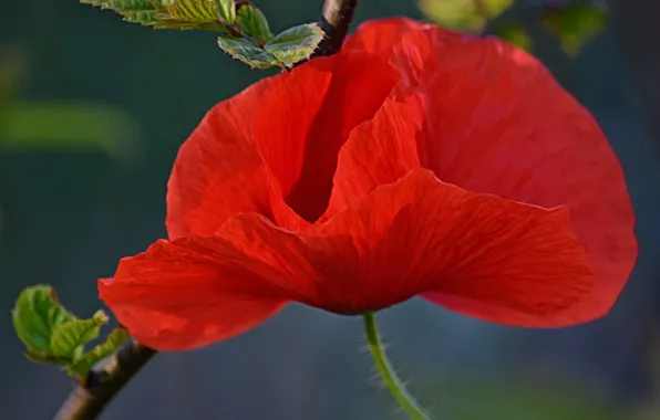 Picture Bokeh, Bokeh, Red poppy, Red poppy