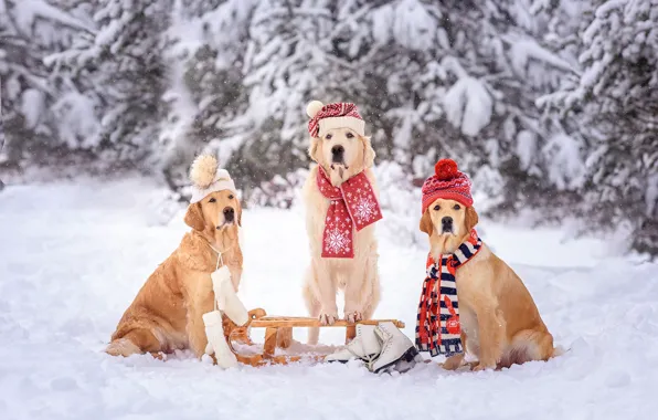 Winter, frost, forest, dogs, snow, trees, pose, dog