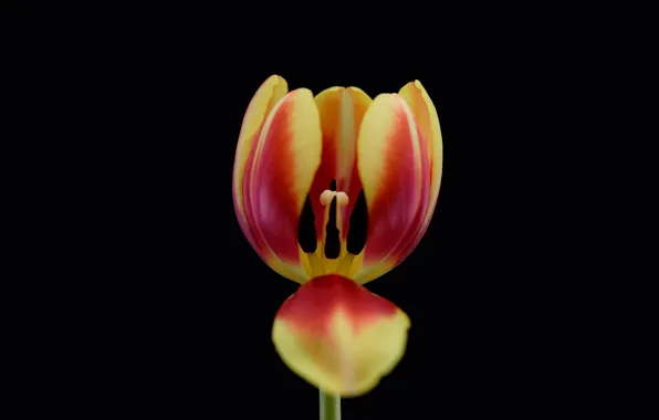 Picture background, Wallpaper, petals, tulips