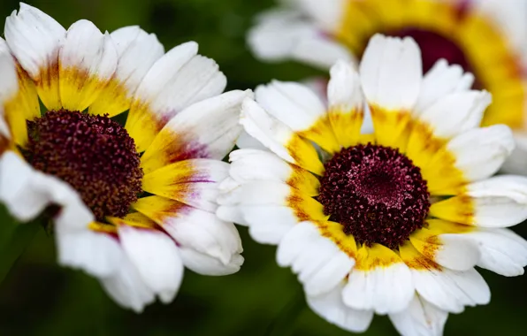 Macro, flowers, white, Duo, bokeh, yellow