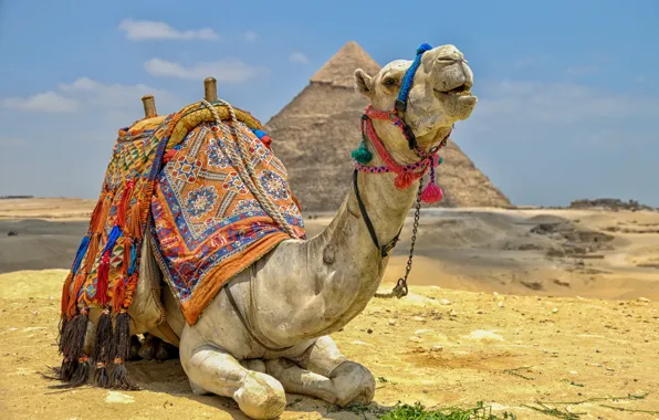 Desert, camel, pyramid