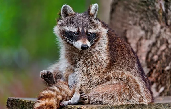 Picture strips, animal, raccoon