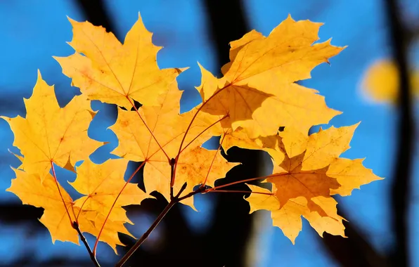 Autumn, leaves, macro, maple