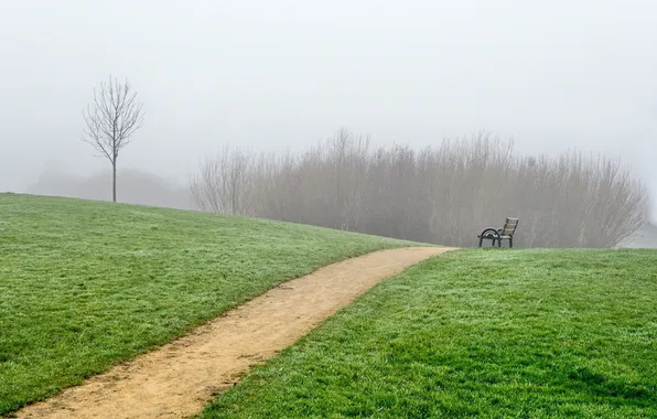 Picture forest, grass, landscape, bench, nature, fog, tree, track