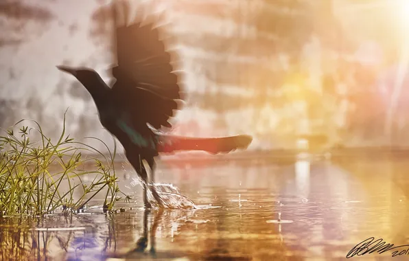 Picture grass, water, the sun, squirt, wings, bird, Bird