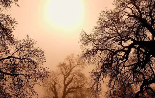 The sun, trees, branches