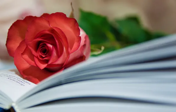 Picture roses, book, buds