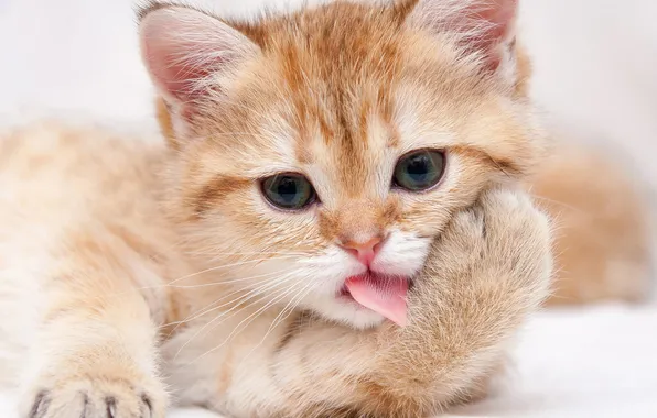 Cat, look, pose, kitty, face