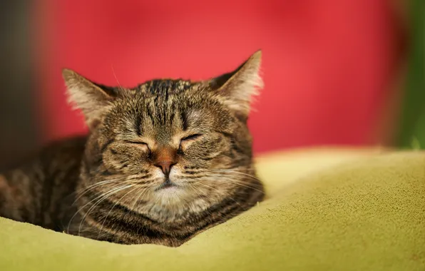 Picture cat, cat, house, sleep, muzzle, sleeping, blanket