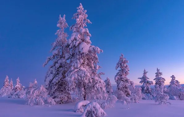 Winter, snow, trees, ate, Finland, Finland, Lapland, Lapland